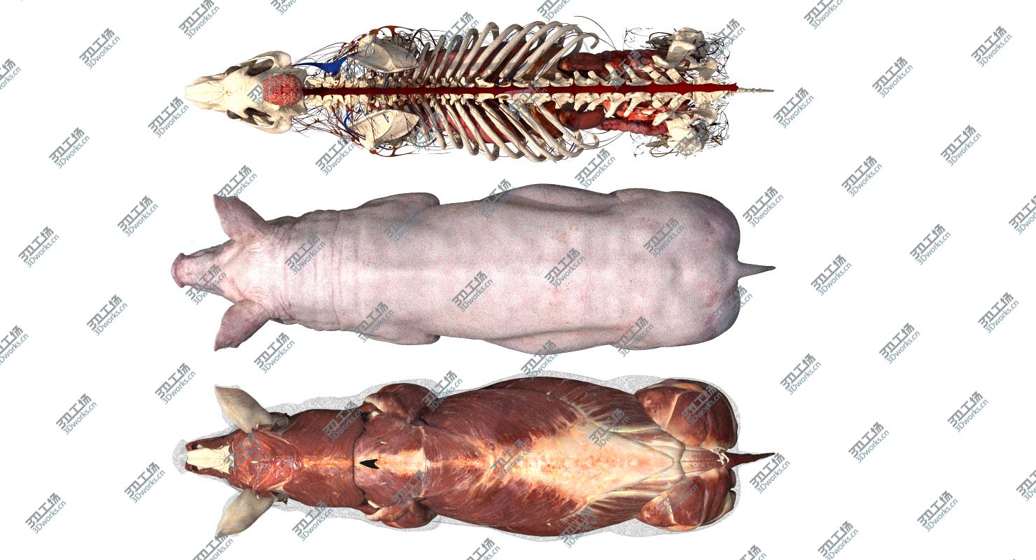 images/goods_img/20210113/Pig Anatomy 3D model/5.jpg